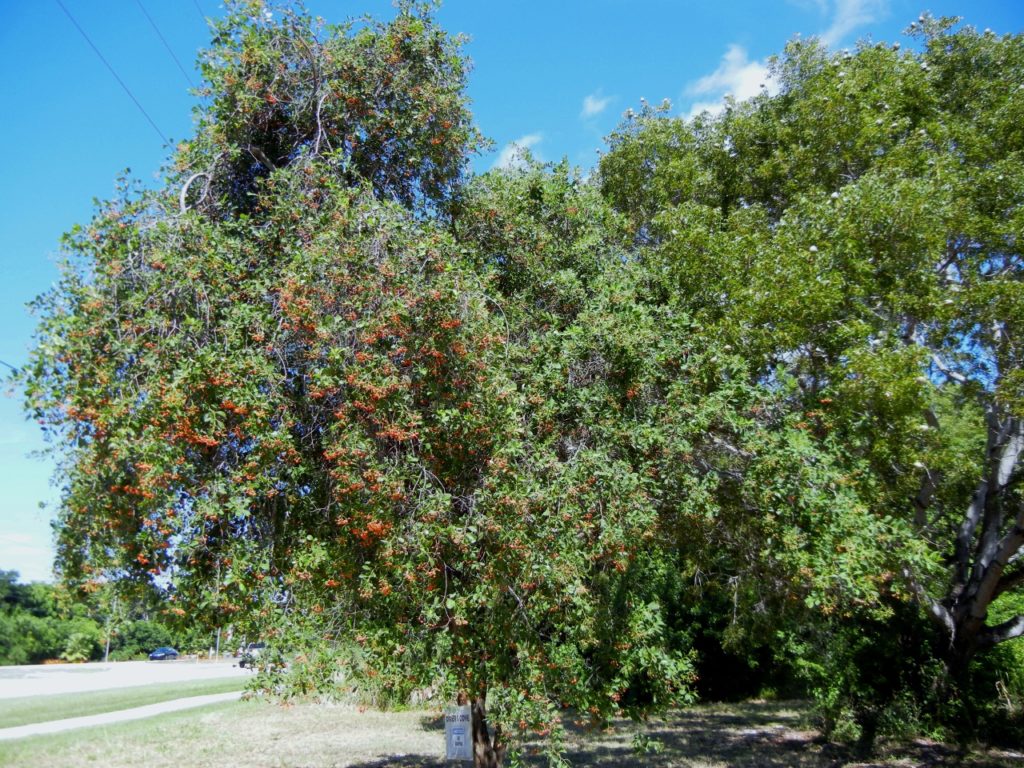 Bahama Strongbark