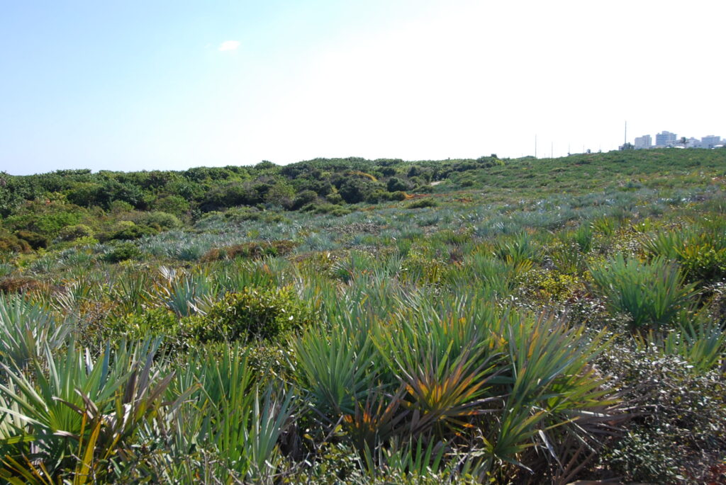 Florida Scrub