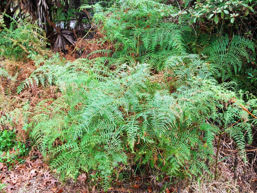 Bracken Fern