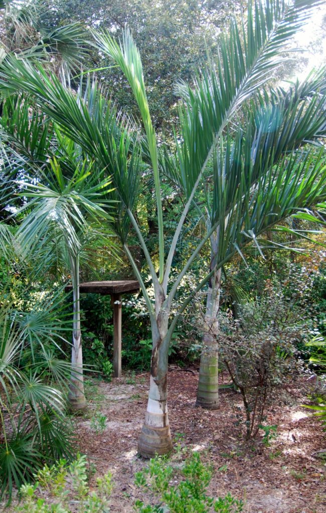 The Problem With Florida Palm Trees: Native vs. Non-Native Palms