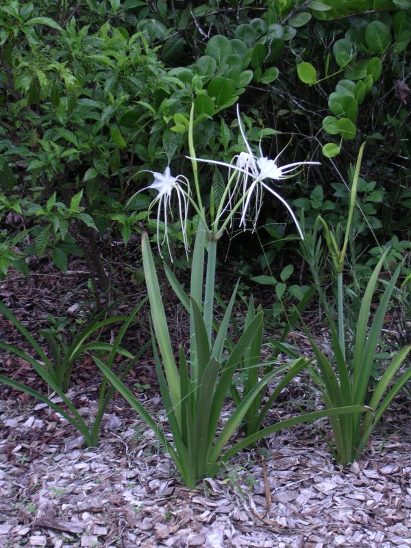 Florida Spiderlily