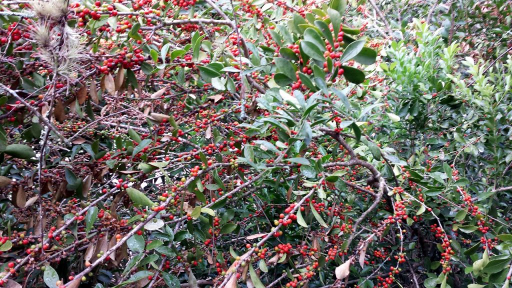 Florida Boxwood