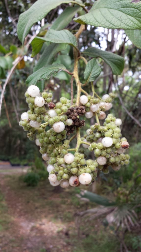 Florida Gooseberry