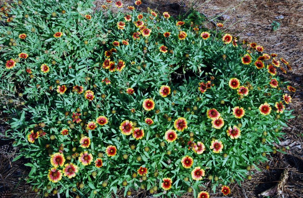 Beach blanket flower sale