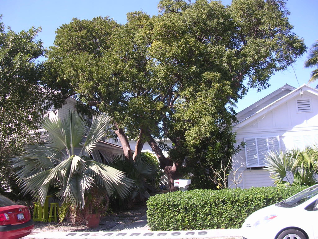 Gumbo Limbo