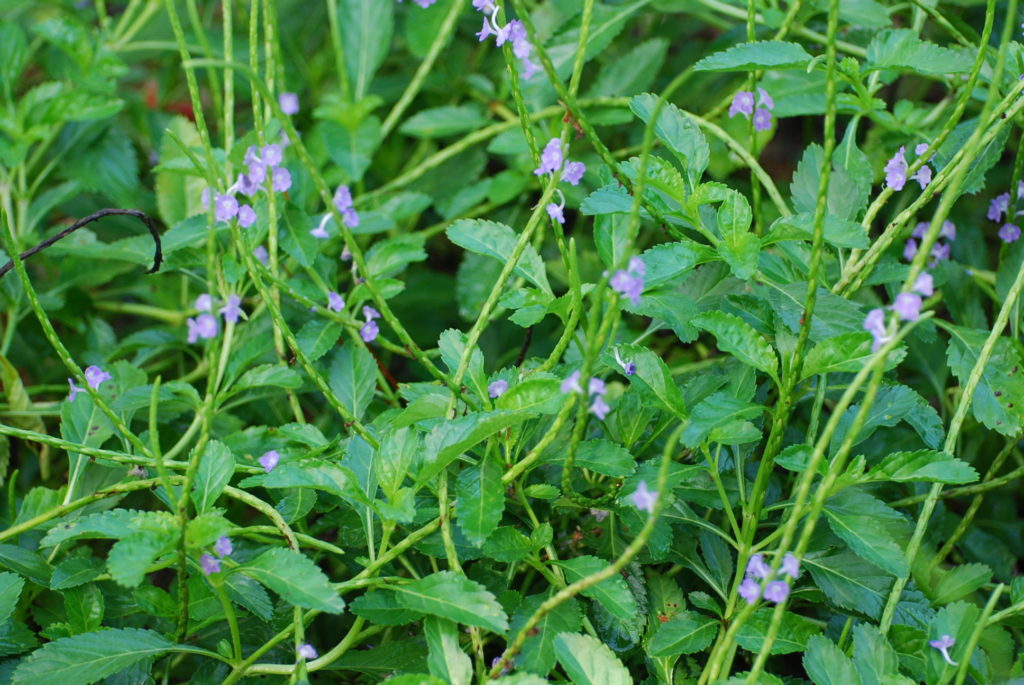 Blue Porterweed