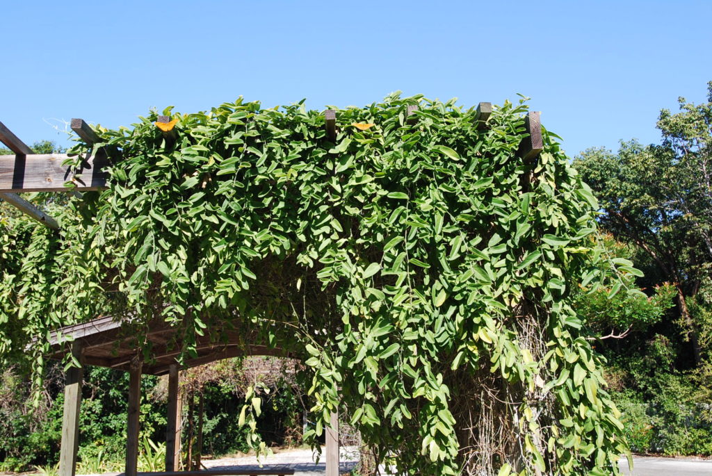 Whiteflower Passionvine