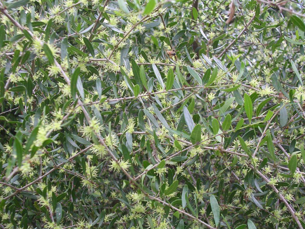 Pineland Privet