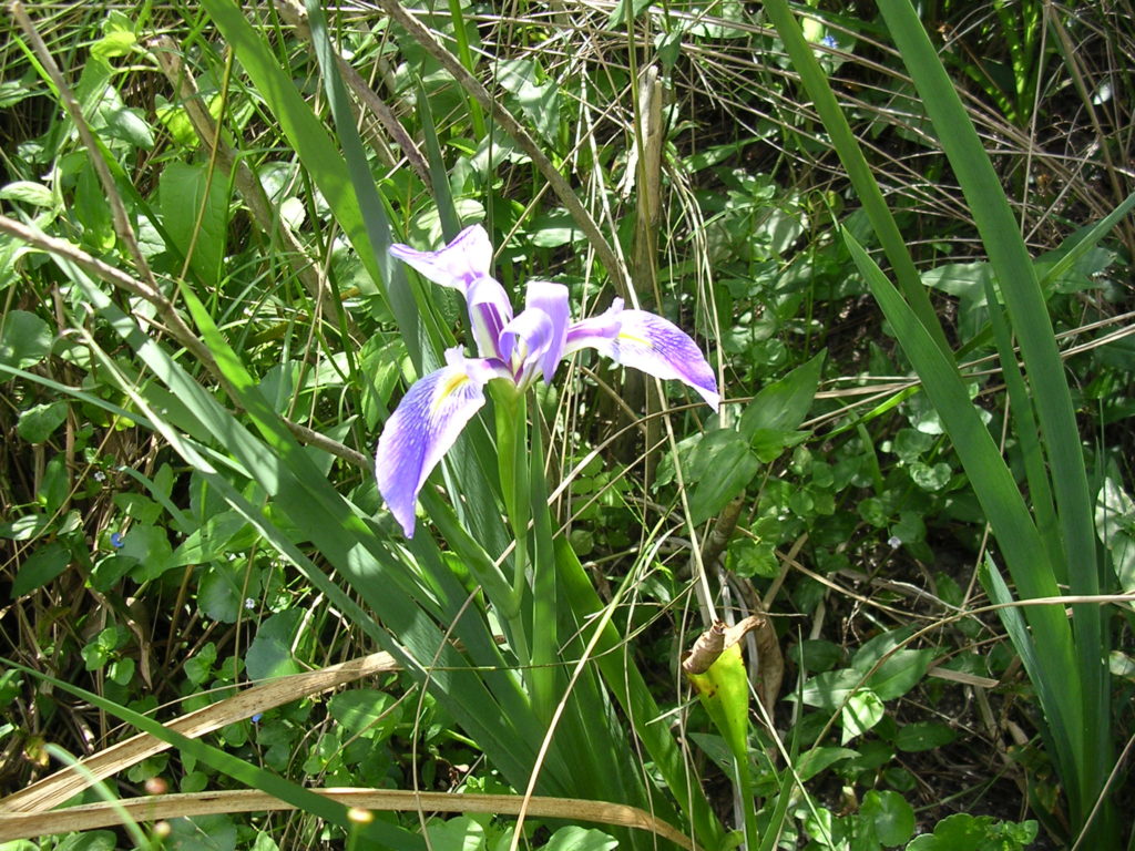 Prairie Iris
