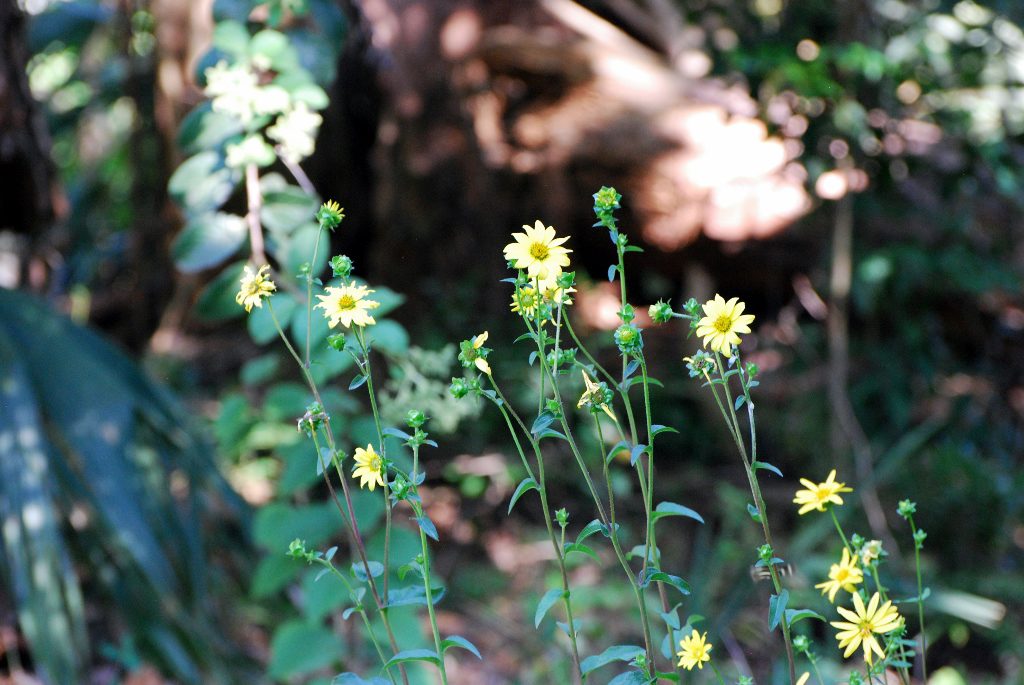 Starry Rosinweed