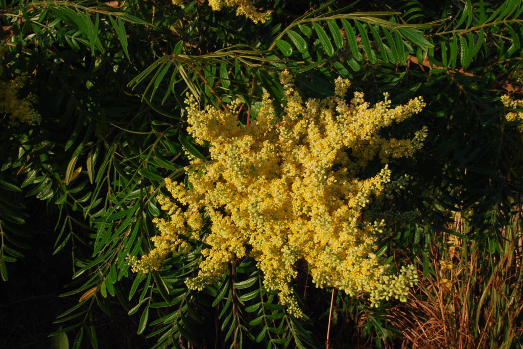 Winged Sumac