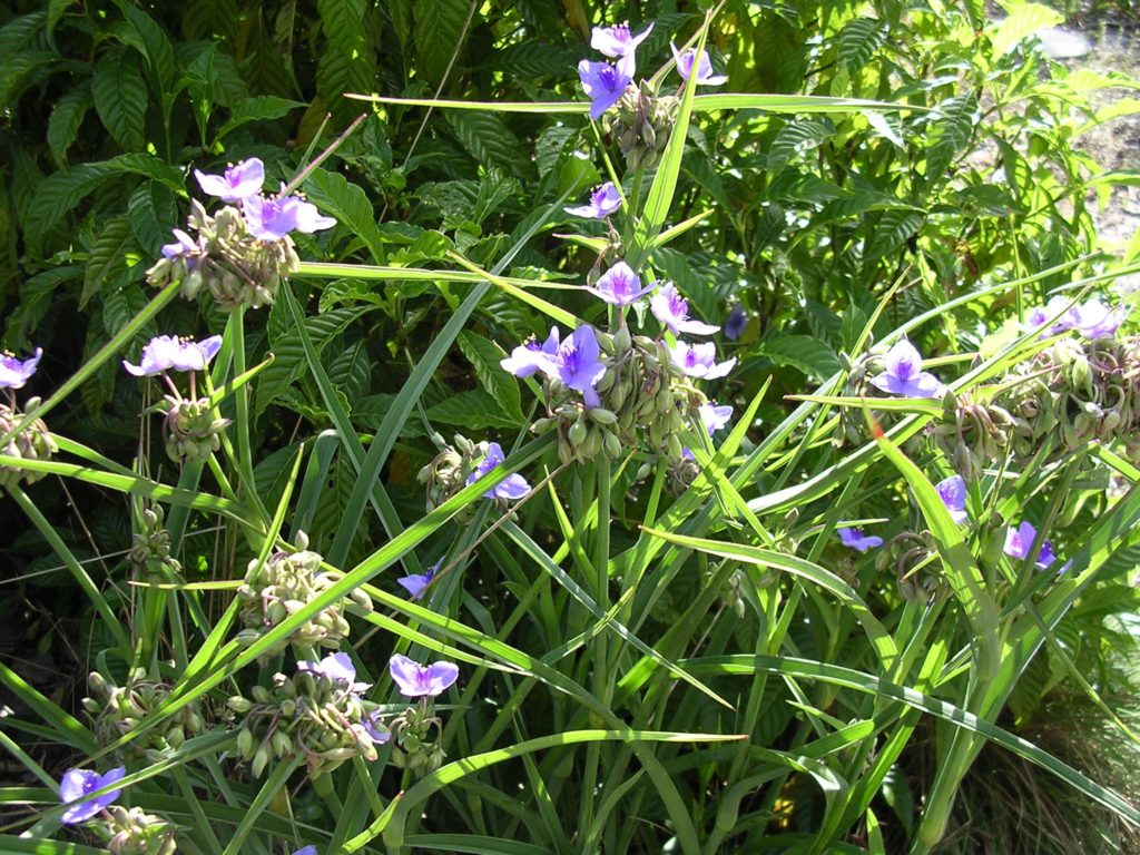 Spiderwort