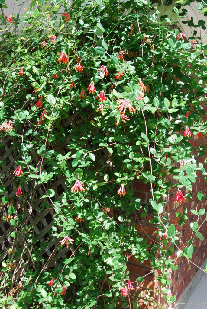 Coral Honeysuckle