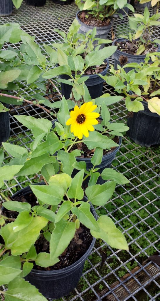 Dune Sunflower