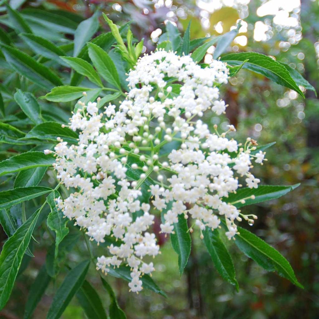 Elderberry