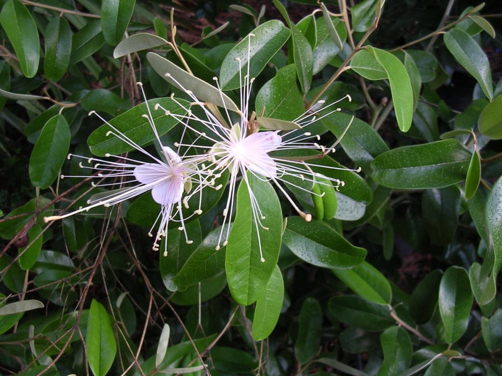 Capparis jamaicensis Jamaican caper white purple flower PLANT free shipping 