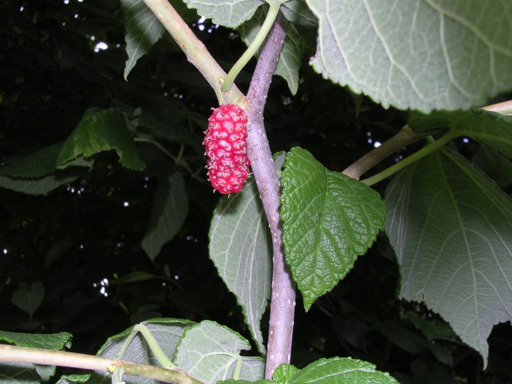 Red Mulberry