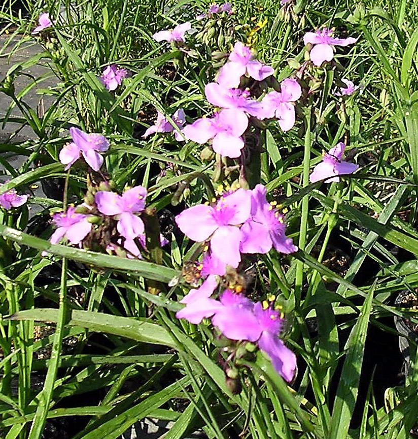 Spiderwort