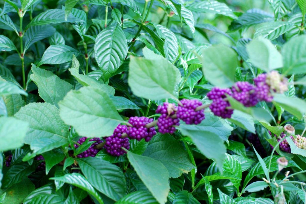 Beautyberry