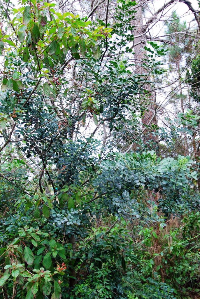 Biscayne Prickly Ash