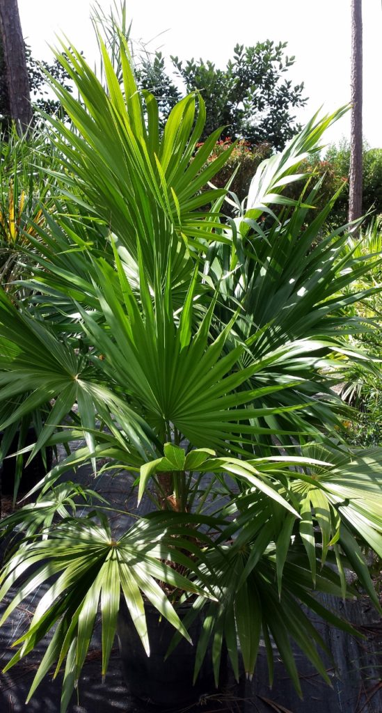 Florida Thatch Palm