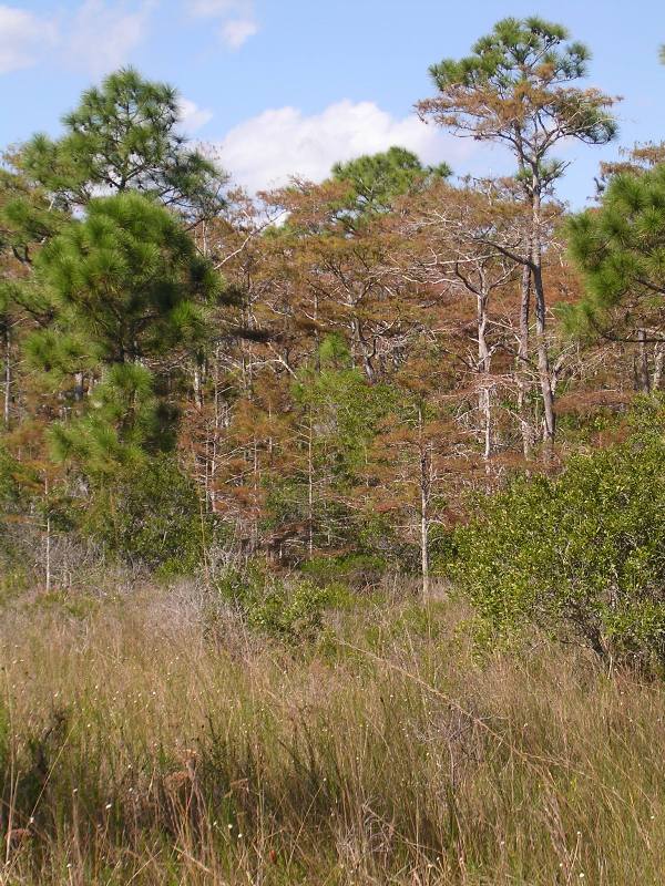 Pond Cypress