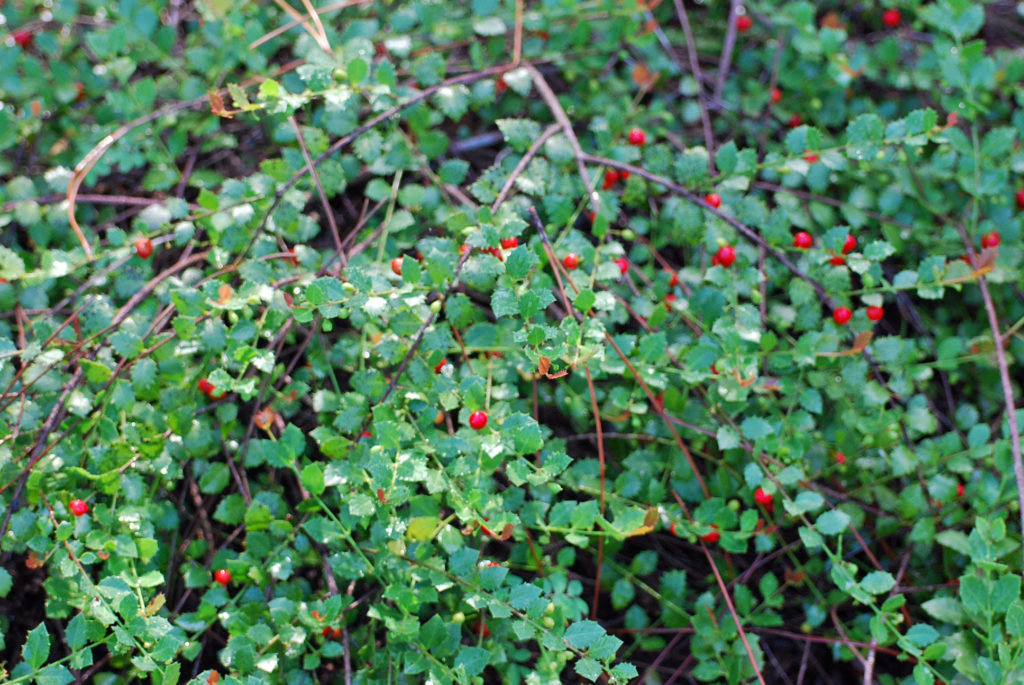 Quailberry