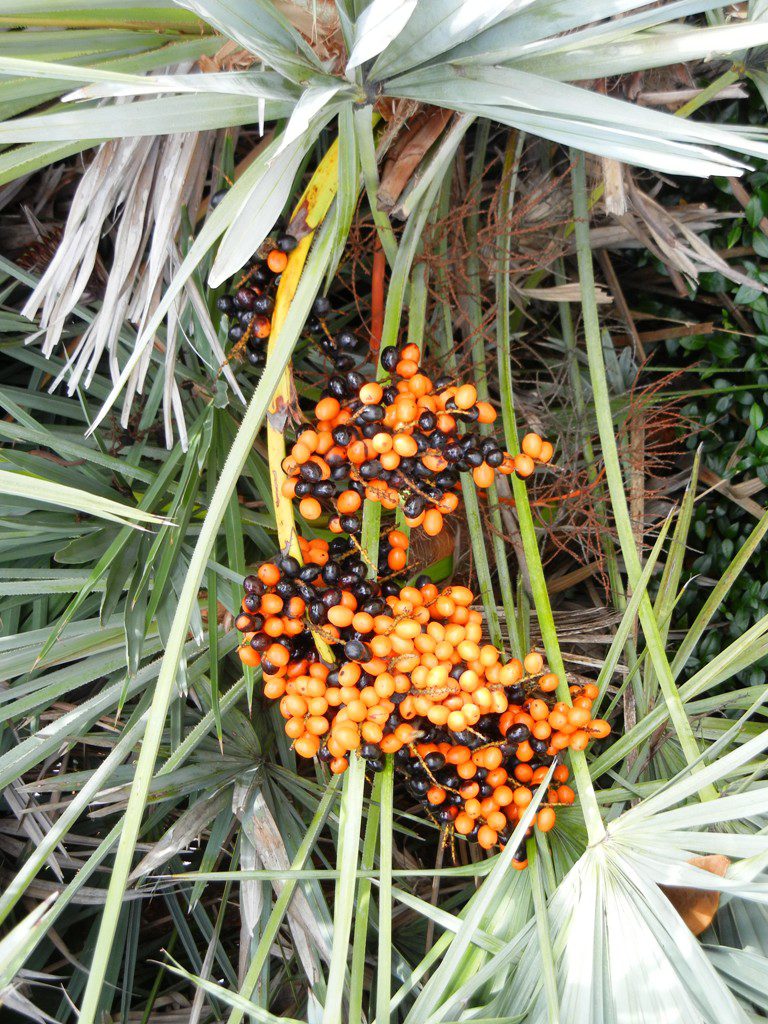 saw-palmetto