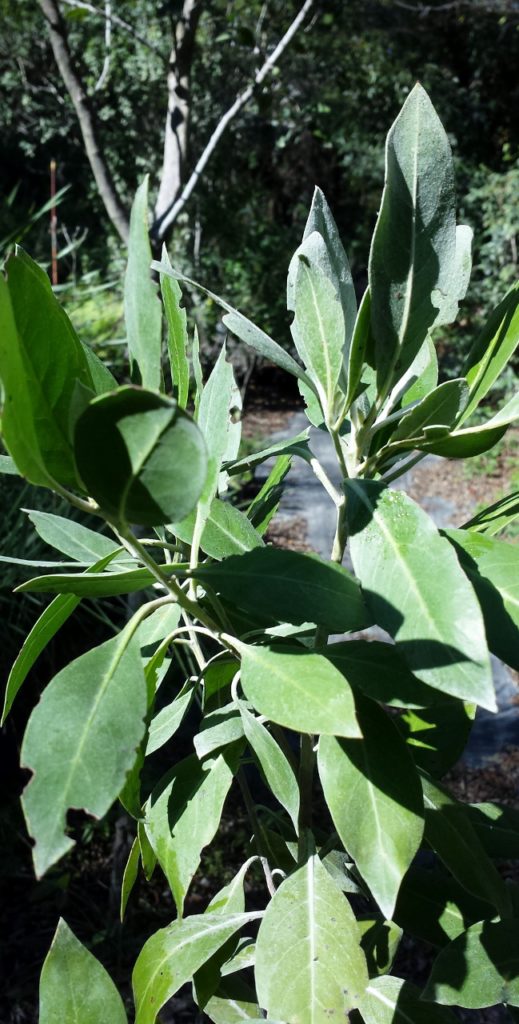 Silver Buttonwood