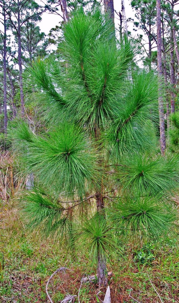 South Florida Slash Pine