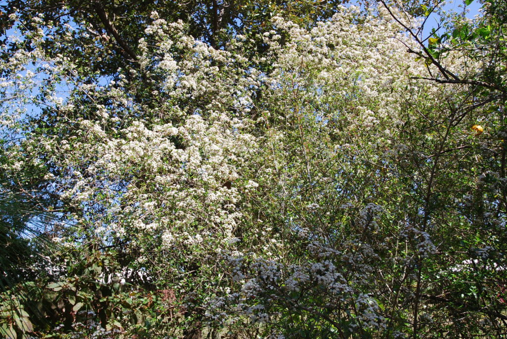 Walter's Viburnum