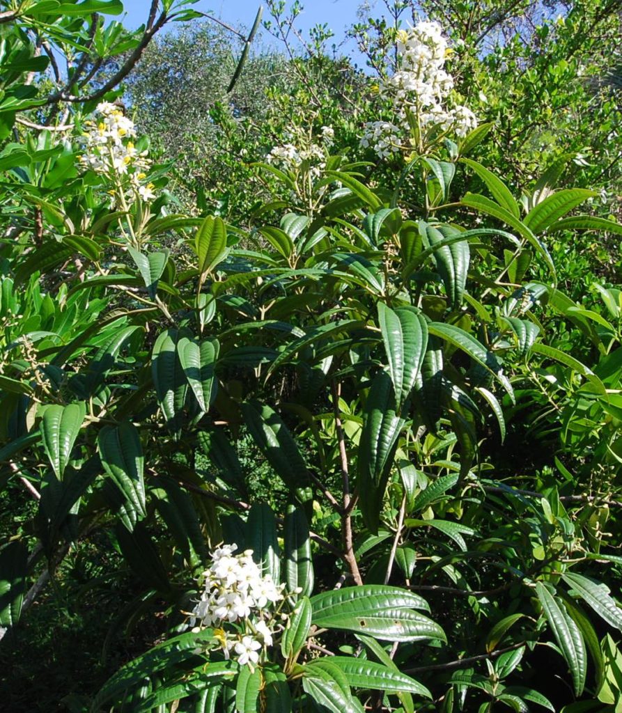 West Indian Lilac