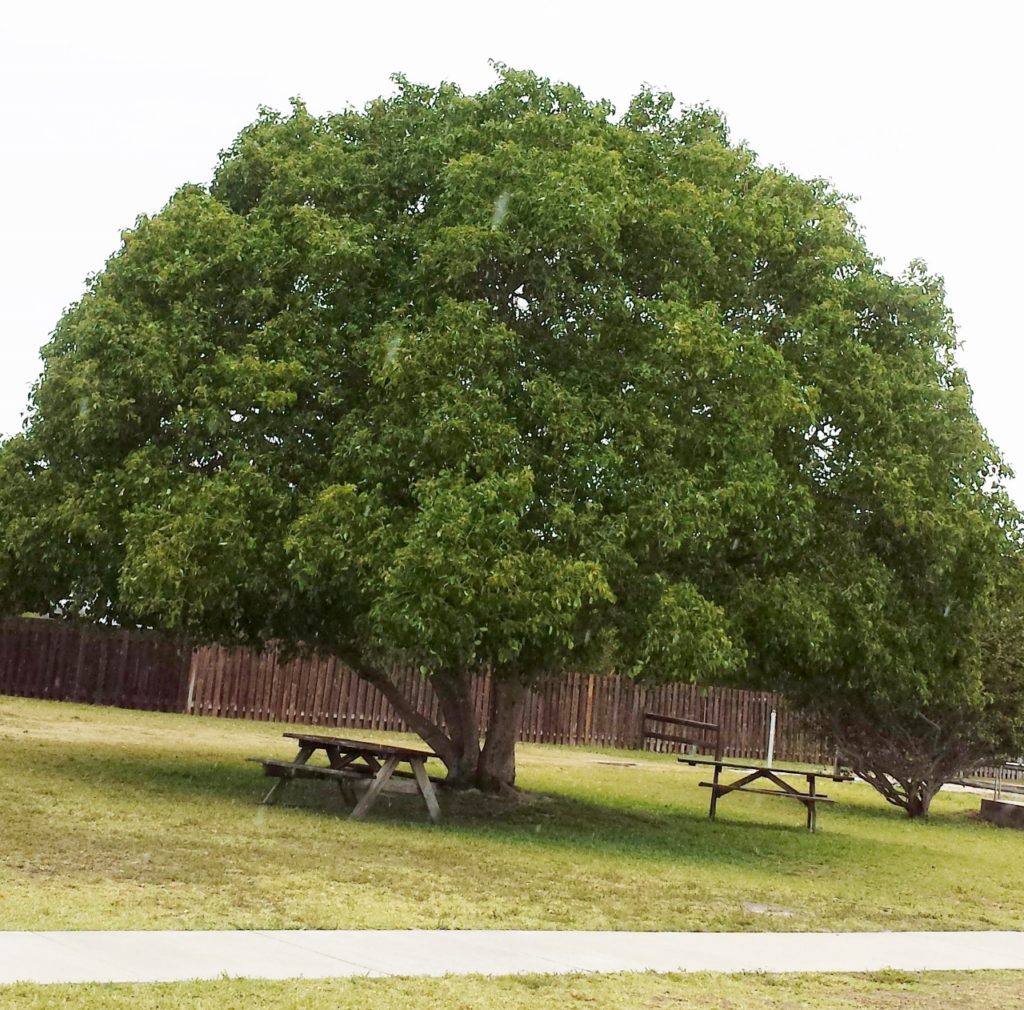 Short-Leaf Fig