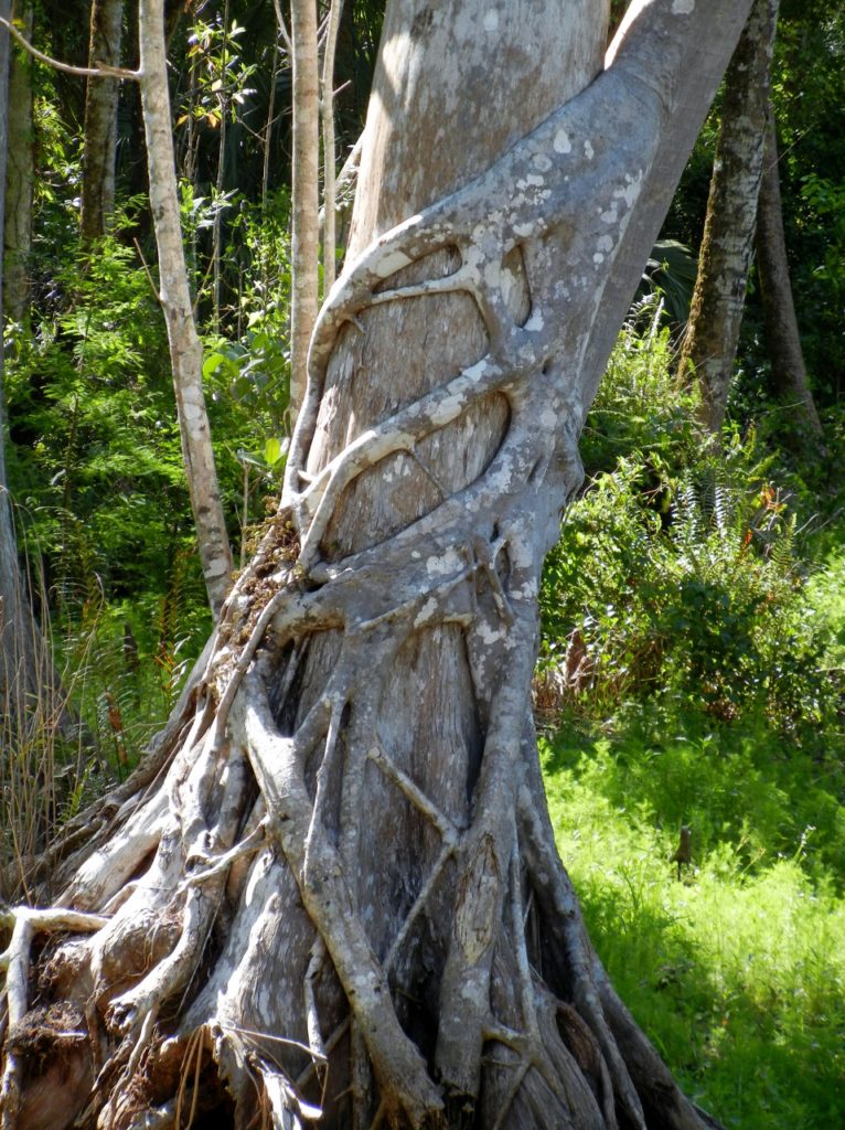 Strangler Fig