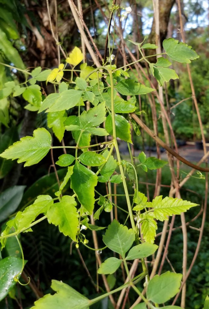 Balloonvine