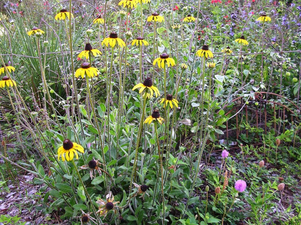 Black Eyed Susan