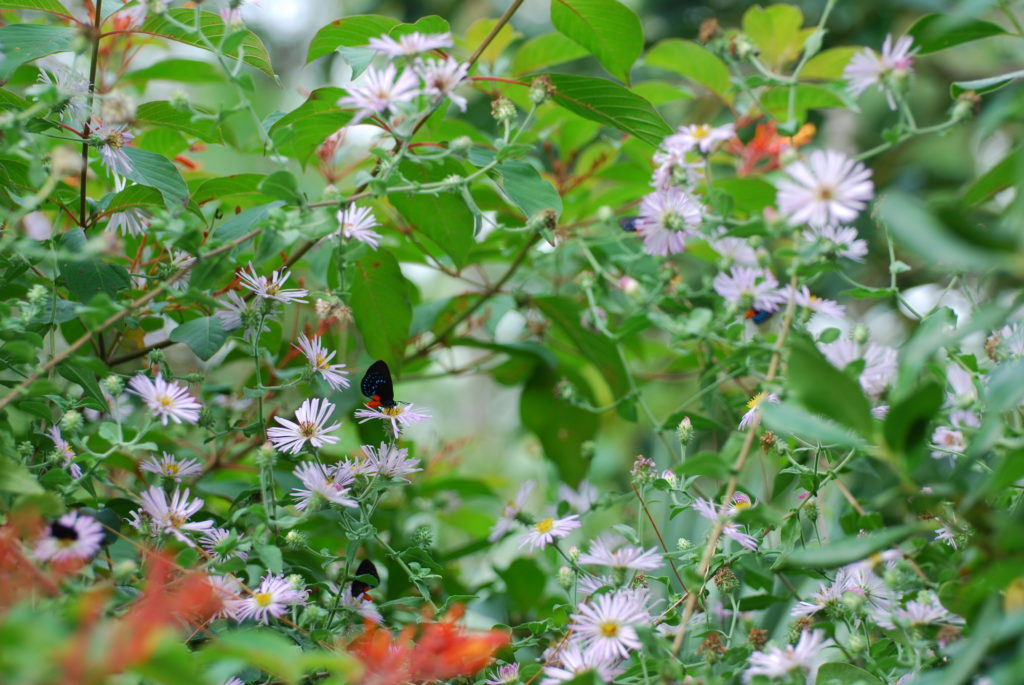 Climbing Aster