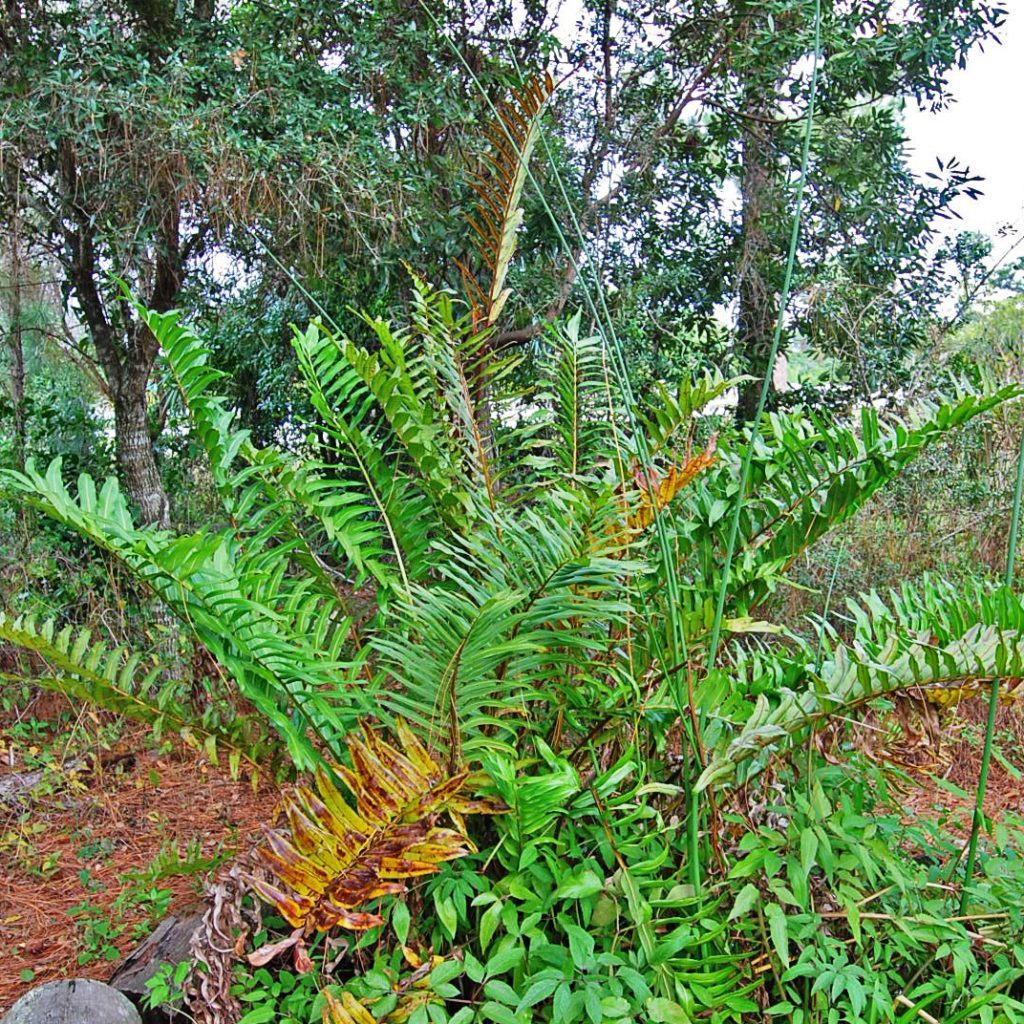 Giant Leather Fern