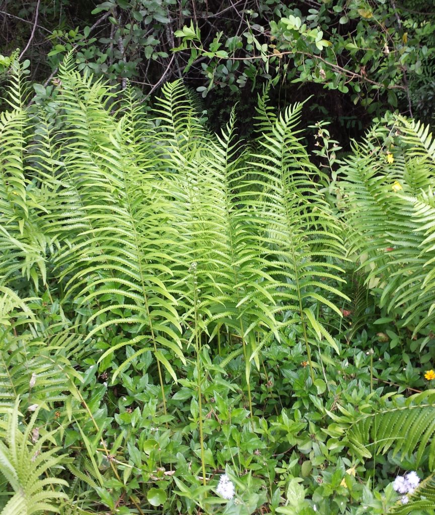 Hottentot Fern