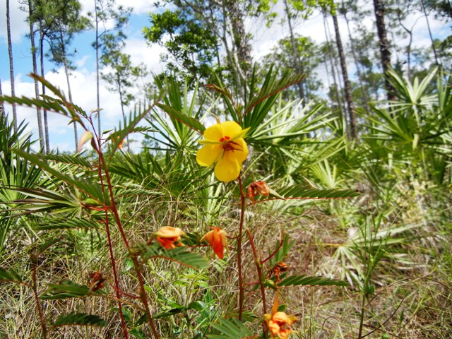 Partridge pea