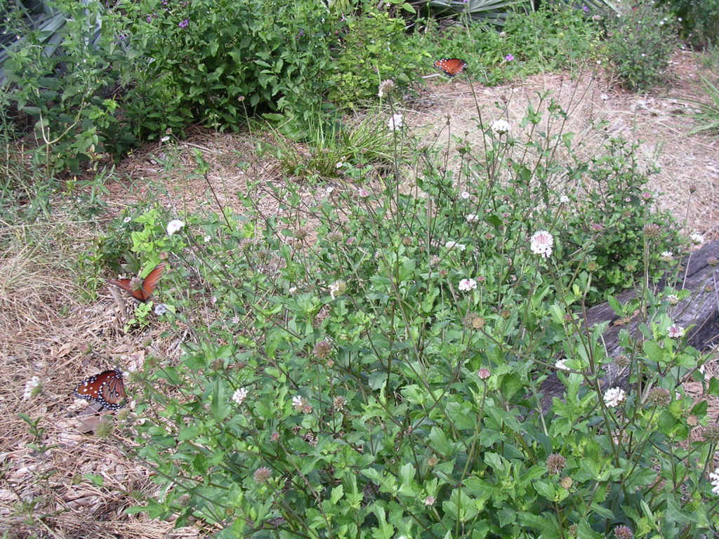 Snow Squarestem