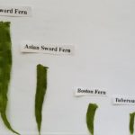 Sword Fern Leaflets