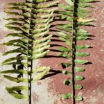 Giant and Asian Sword Fern Spore Positions