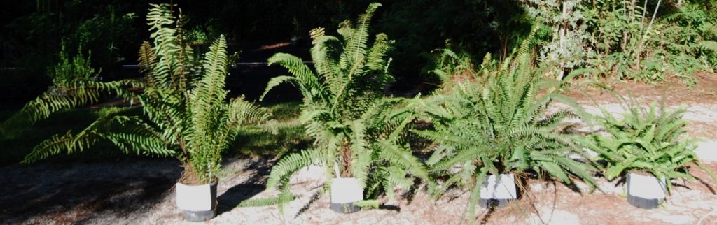 Sword Ferns