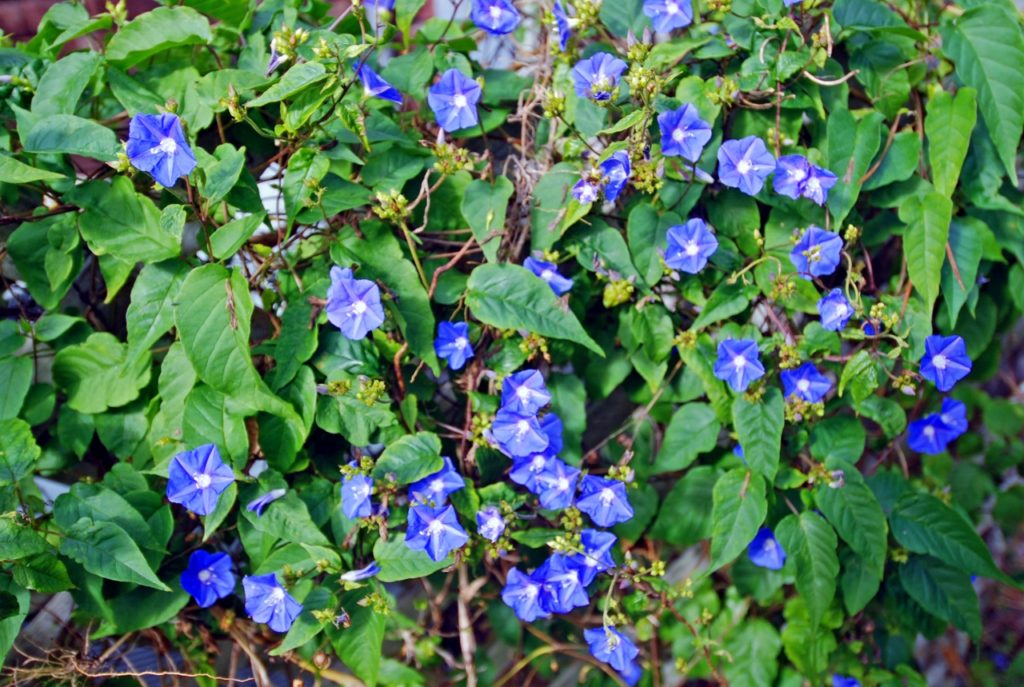 Skyblue Clustervine