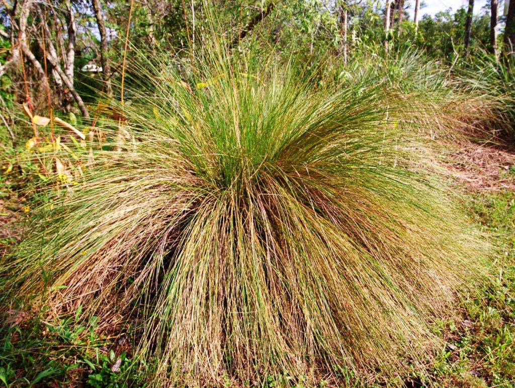 Sand Cordgrass