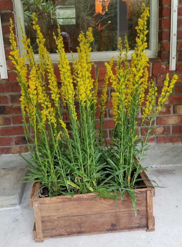 Seaside Goldenrod