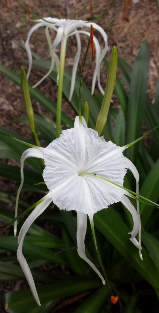 Mangrove Spiderlily