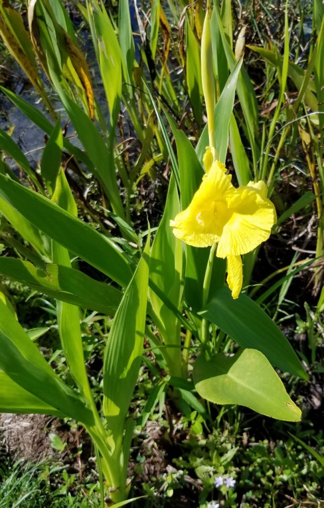 Golden Canna Lily