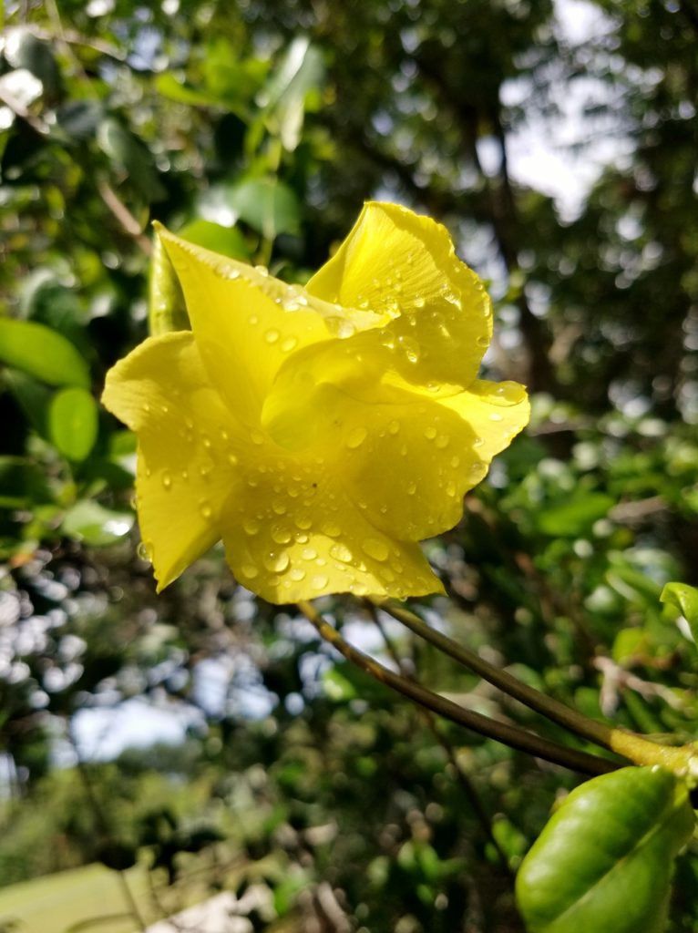 Wild Allamanda 